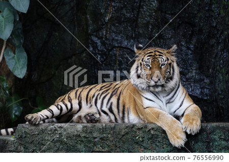 Close up bengal tiger is big animal and dangerous in forest Close up bengal tiger is big animal and dangerous in forest 76556990