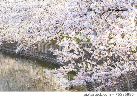 Cherry blossoms by the pond 76556996