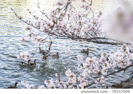 Duck and cherry blossoms swimming in the pond Duck and cherry blossoms swimming in the pond 76557009
