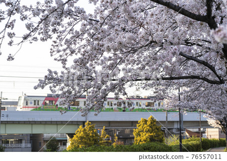 櫻花和火車 櫻花和火車 76557011