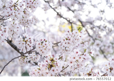 櫻花盛開 櫻花盛開 76557012