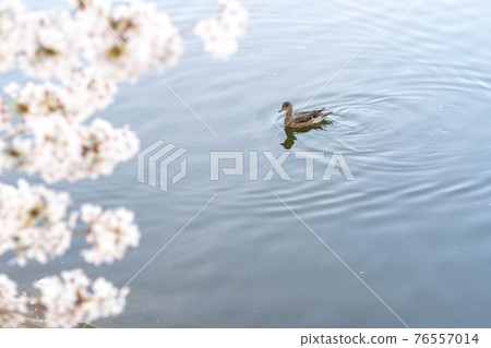 鴨子和櫻花在池塘里游泳 鴨子和櫻花在池塘里游泳 76557014