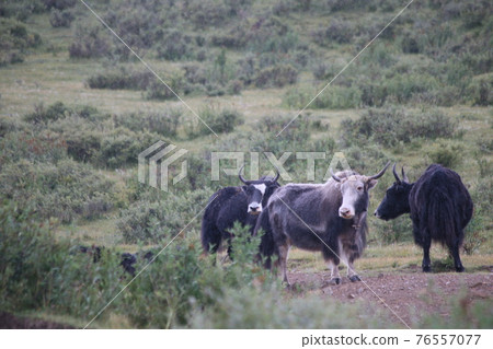 Tibetan yak Tibetan yak 76557077