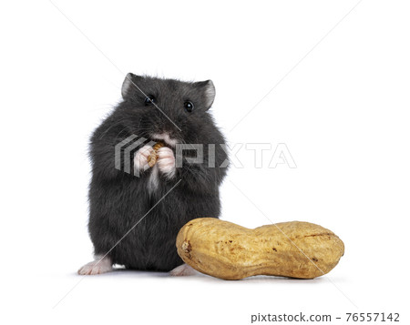 Baby hamster on white background Baby hamster on white background 76557142