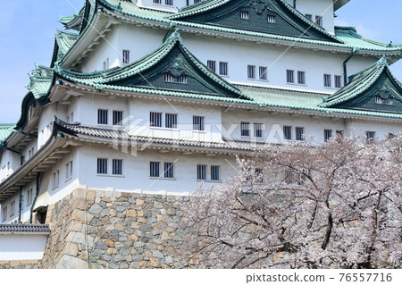 天守閣與櫻花(愛知縣名古屋市名古屋城) 天守閣與櫻花(愛知縣名古屋市名古屋城) 76557716