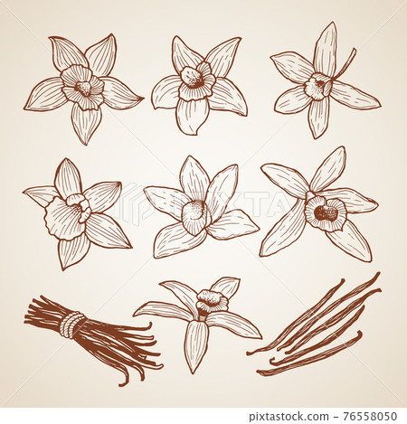Biology illustrations. Aroma flowers of cinnamon Biology illustrations. Aroma flowers of cinnamon 76558050