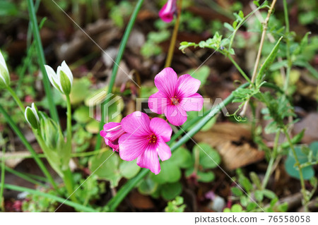 酢漿articulata 酢漿articulata 76558058