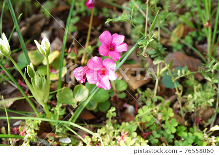 酢漿articulata 76558060