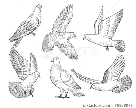 Illustrations set of pigeons. Hand drawn pictures of birds isolate on white 76558076