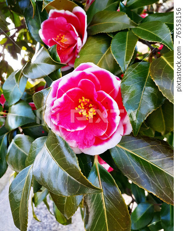 山茶花品種多摩美洲牡丹盛開 76558156