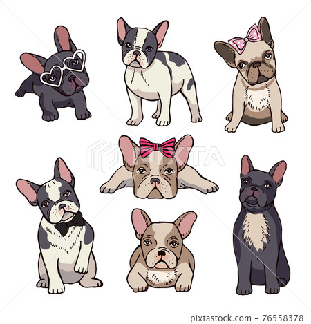 Funny puppies of french bulldog Funny puppies of french bulldog 76558378
