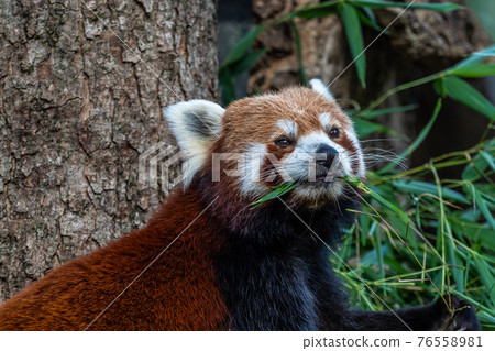 The red panda, Ailurus fulgens, also called the lesser panda. The red panda, Ailurus fulgens, also called the lesser panda. 76558981