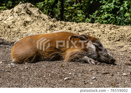 Red river hog, Potamochoerus porcus, also known as the bush pig. Red river hog, Potamochoerus porcus, also known as the bush pig. 76559002