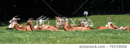 Dama gazelle, Gazella dama mhorr or mhorr gazelle is a species of gazelle 76559008