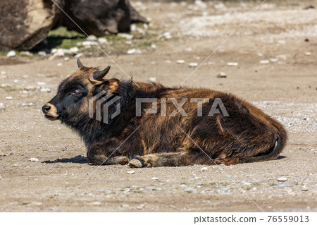 Heck cattle, Bos primigenius taurus or aurochs in a German park 76559013