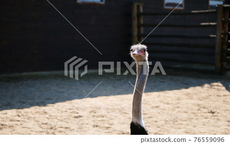 Portrait of the face of an ostrich in the zoo Portrait of the face of an ostrich in the zoo 76559096