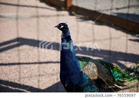 A beautiful peacock in a zoo cage A beautiful peacock in a zoo cage 76559097