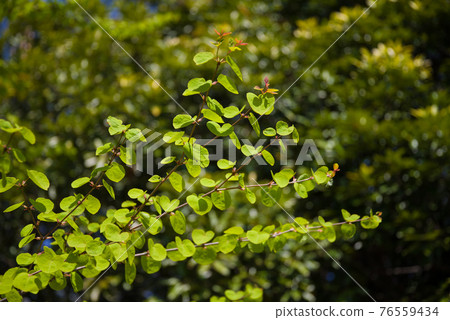 Katsura's fresh green [heart leaf] 76559434