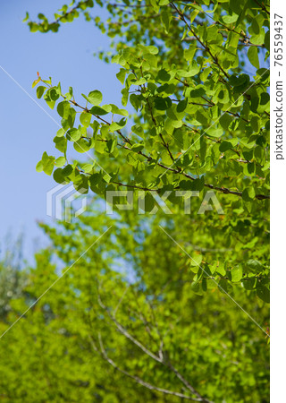 Katsura's fresh green [heart leaf] 76559437