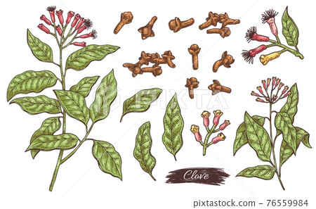 Clove ingredients - flowers, leaves, branch and buds a vector isolated set. 76559984