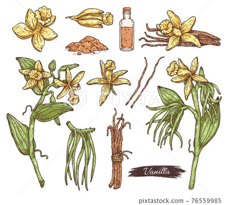 Set of vanilla spice - flowers, dried pods, powder and bottle with oil extract 76559985
