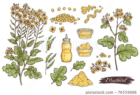 Mustard sauce ingredients and plant parts engraving vector illustration isolated. 76559986