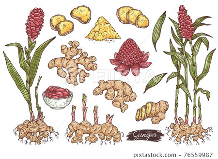 Big elements set of ginger plant parts, engraving vector illustration isolated. 76559987