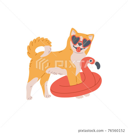 Akita inu dog with sunglasses and inflatable circle, cute breed domestic animal. 76560152
