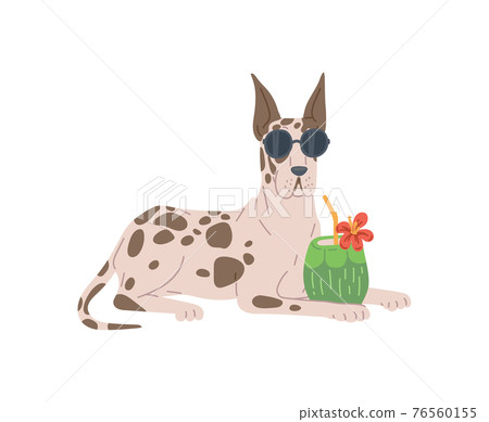 Dog breed great dane in sunglasses with tropic cocktail a vector illustration. 76560155