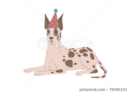 Christmas dog breed great dane in holiday hat, purebred animal. 76560183