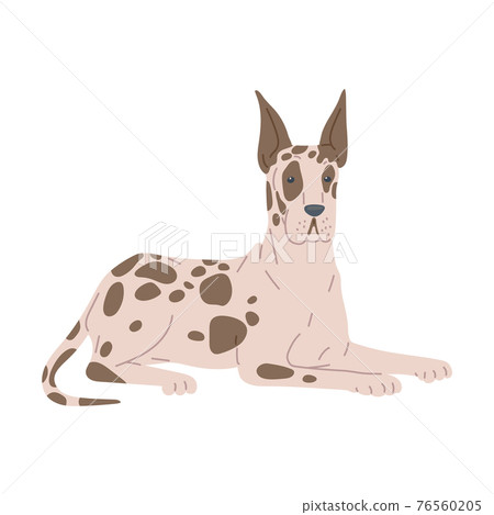 Dog breed great dane in lying pose a flat cartoon vector isolated illustration 76560205