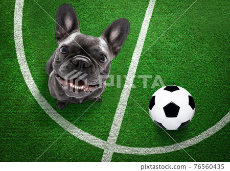soccer player dog 76560435