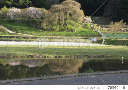 Hazakura of Matabei Sakura is projected on the water 76560446