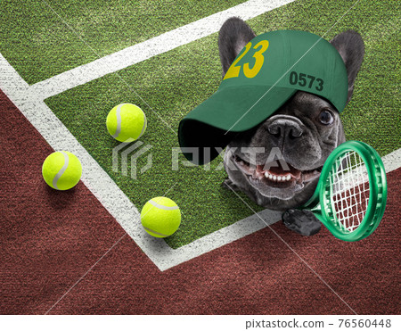 tennis player dog 76560448