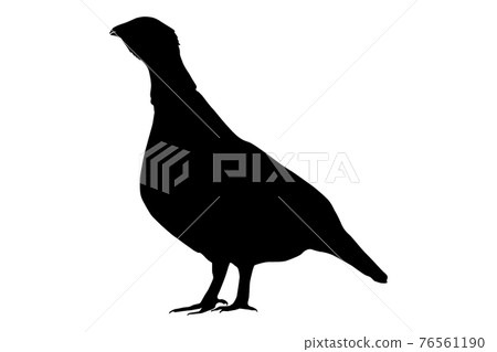 Western capercaillie (Tetrao urogallus), Eurasian capercaillie, wood grouse, heather cock - black female Western capercaillie (Tetrao urogallus), Eurasian capercaillie, wood grouse, heather cock - black female 76561190