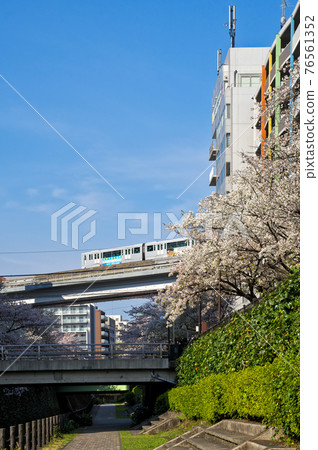 多摩中心站附近的甲多川櫻花和多摩單軌列車 76561352
