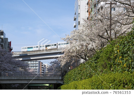 多摩中心站附近的甲多川櫻花和多摩單軌列車 76561353