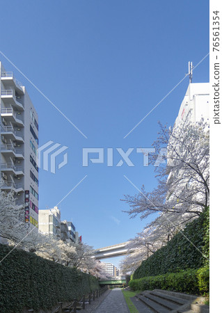 多摩中心站附近的甲多川櫻花和多摩單軌列車 76561354