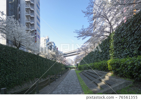 多摩中心站附近的甲多川櫻花和多摩單軌列車 多摩中心站附近的甲多川櫻花和多摩單軌列車 76561355