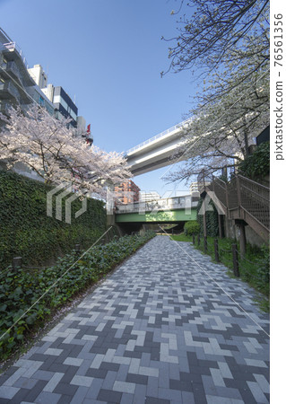 Kotta River cherry blossoms and Tama monorail near Tama Center Station 76561356