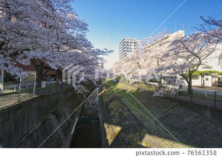 多摩中心站附近的哥打河上的櫻花 多摩中心站附近的哥打河上的櫻花 76561358