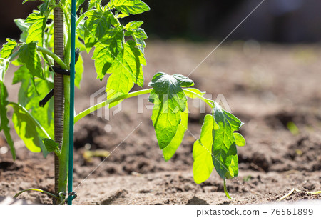 Young plant growing in sunlight, seeds growing in garden, new life, spring,baby tree,gardening,seeding concept 76561899