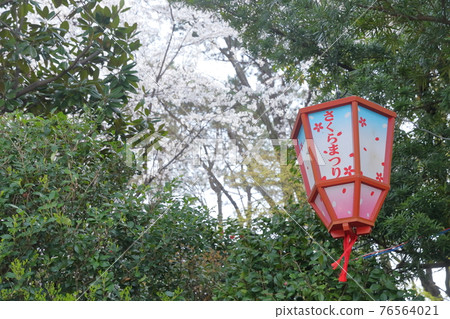 Sakura Festival (Nagoya Castle, Nagoya City, Aichi Prefecture) Sakura Festival (Nagoya Castle, Nagoya City, Aichi Prefecture) 76564021