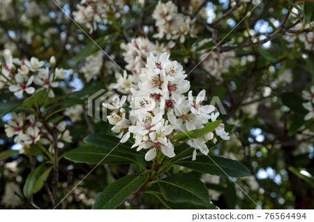 沖繩沙林拜 沖繩沙林拜 76564494