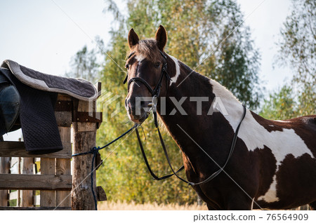 On a sunny autumn day, a young horse stands next to the fence 76564909
