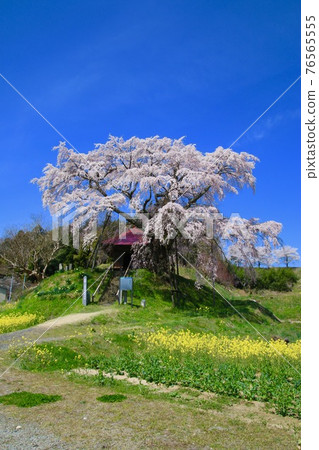 上部石頭不動的櫻花樹（福島縣郡山市） 76565555