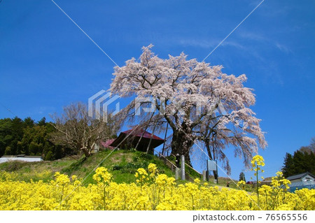 上部石頭不動的櫻花樹（福島縣郡山市） 76565556