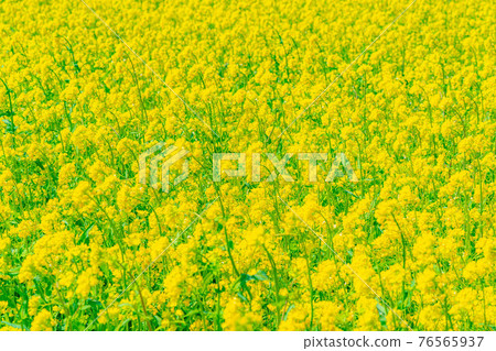 Rape blossoms and ball bokeh [Nagano Prefecture] 76565937