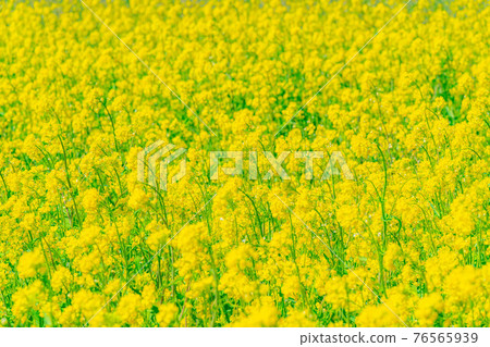 Rape blossoms and ball bokeh [Nagano Prefecture] 76565939