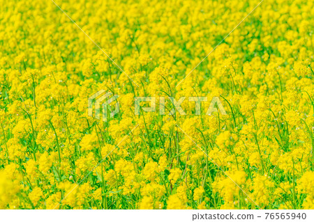 Rape blossoms and ball bokeh [Nagano Prefecture] 76565940